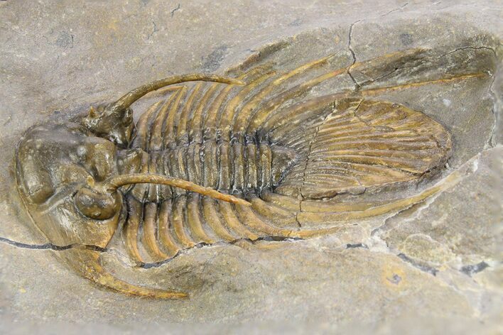 Rare, Spiny Kolihapeltis Trilobite - Atchana, Morocco #255448
